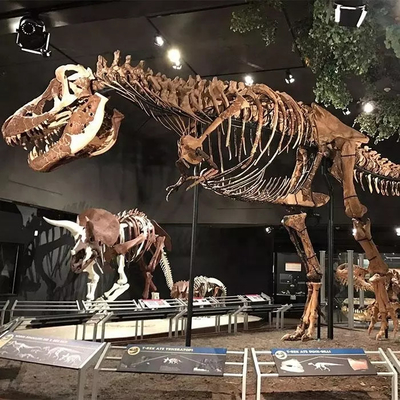 耐候性恐竜骨格レプリカ / 恐竜骨レプリカ