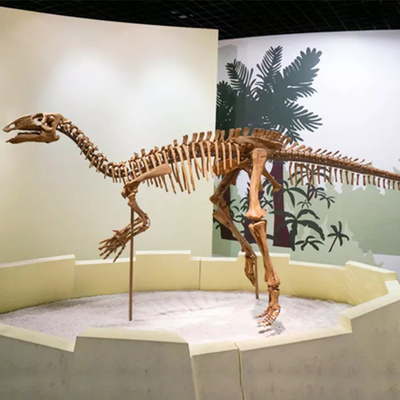 ショッピング モールの恐竜の骨格のレプリカのサイズのカスタマイズ可能な恐竜の頭蓋骨の化石