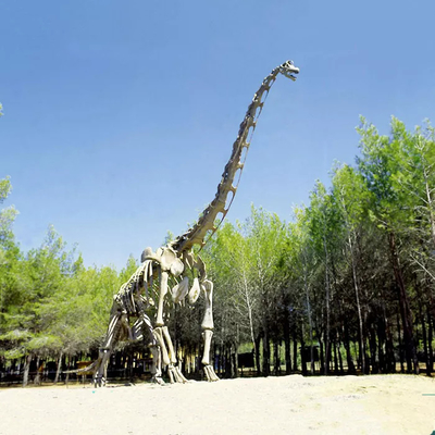 屋内のための現実的な恐竜の骨格のレプリカ/ジュラ紀の世界のレプリカ