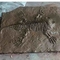 ショッピング モールの恐竜の骨のレプリカ、恐竜のレプリカの化石の頭骨