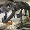屋内恐竜の骨格のレプリカの若者の年齢 12 か月の保証