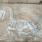 実物大の恐竜のレプリカ、事業活動のための恐竜のレプリカの化石