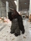 Plush毛皮で覆われた大人の現実的なハロウィンはマスコットの動物の服スーツのFursuitのゴリラを着せる