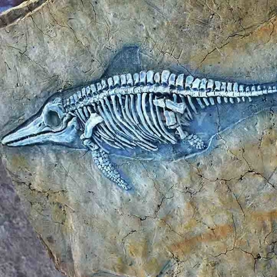 良い価格 ショッピング モールの恐竜の骨のレプリカ、恐竜のレプリカの化石の頭骨 オンライン