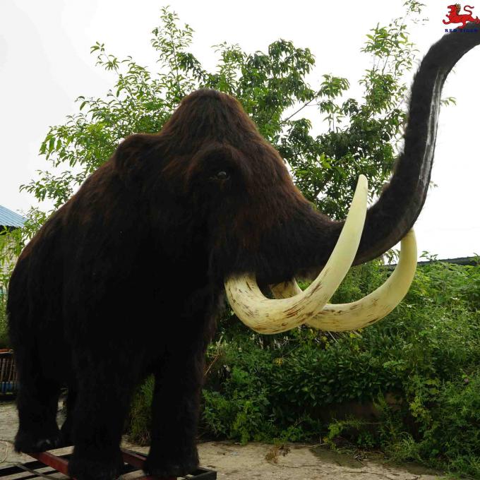 本物ケナガマンモス牙！約52センチメートル!! ケナガマンモス - Wikipedia