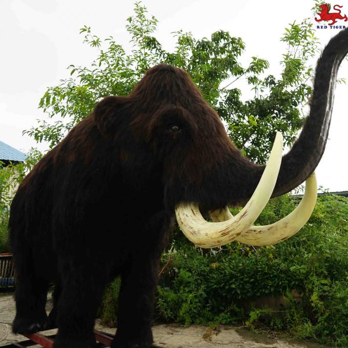 本物ケナガマンモス牙！約52センチメートル!! 1033_ケナガマンモスの牙（きば）とされる化石 | マッチ箱博物館